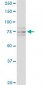 SCYL1 Antibody (monoclonal) (M02)